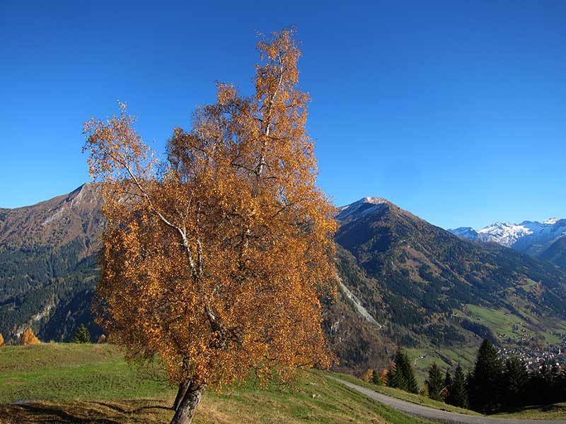 Schwarzwand